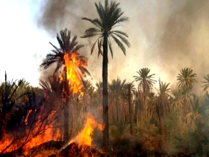 Incendies dévastateurs dans l'oasis d'Aït Ouirane : un coup dur pour les habitants et l'économie locale