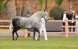Salon du cheval  Le Maroc remporte le Championnat international du cheval Barbe