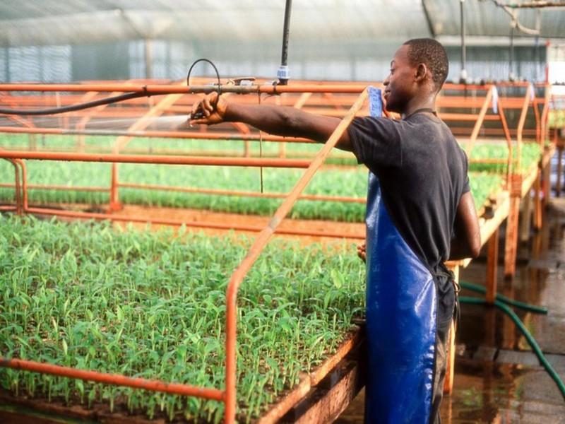 La création d’emplois décents dans l’agriculture réduirait la migration des jeunes La FAO app