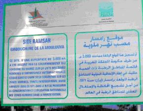 Zones humides POUR EXEMPLE Catastrophe écologique sur la Moulouya