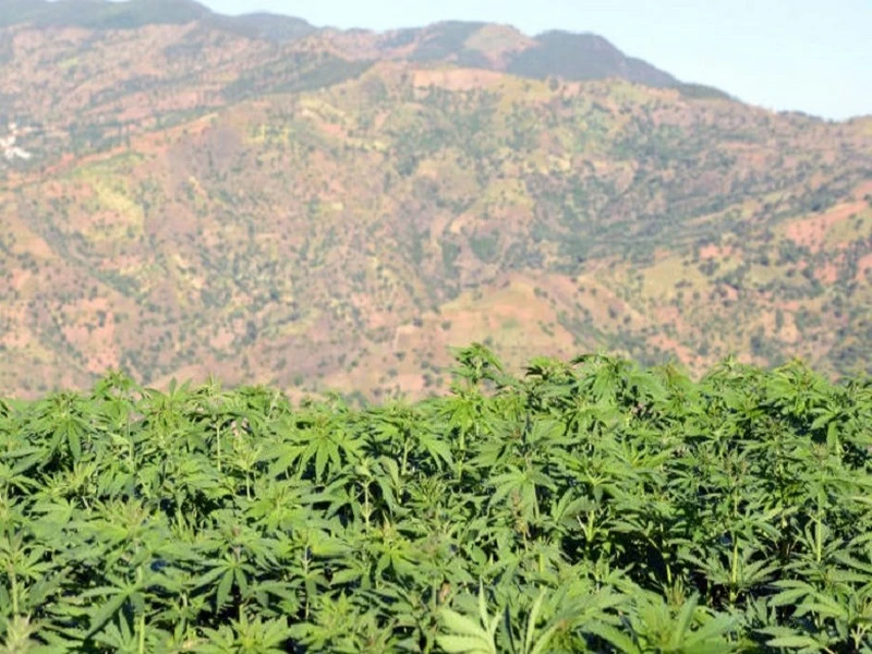 L'Agence du Cannabis délivre 10 premières autorisations