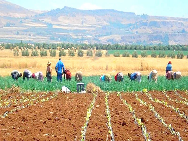 Cultures agricoles : baisse des superficies emblavées et mesures de soutien