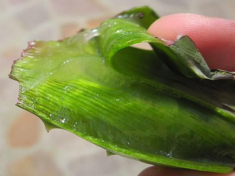 Une plante millénaire : Voici pourquoi les Égyptiens appelaient l’Aloe Vera la plante de l’imm