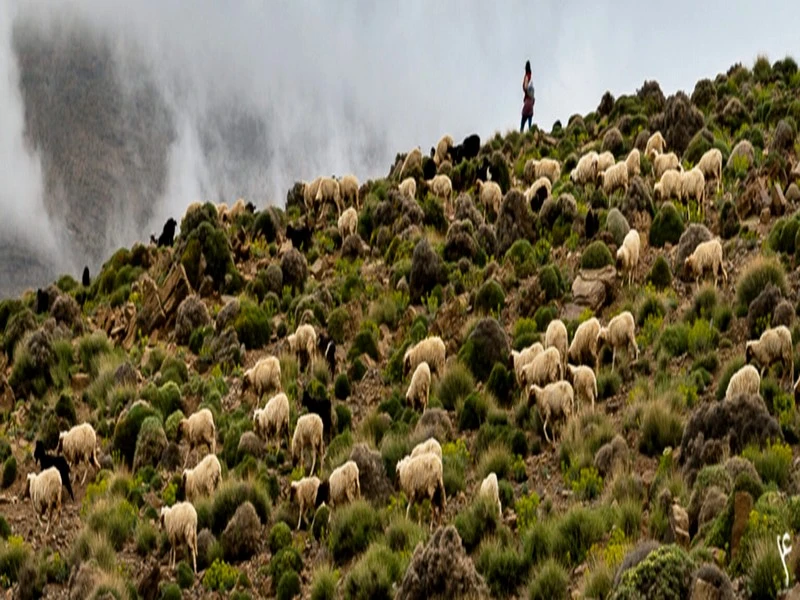 Le défi de sauver le métier de berger au Maroc