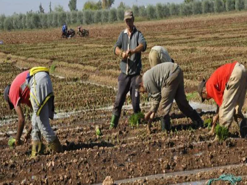 Nord du Maroc : Une campagne agricole prometteuse grâce à des pluies abondantes