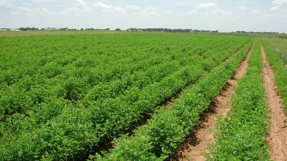 Plan Maroc Vert: l’agriculture marocaine fait son entrée dans la cour des grands