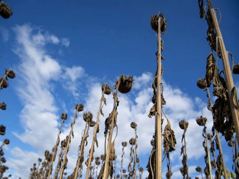 Climat: risque «extrême» sur 71% de la production alimentaire en 2045, alerte une étude