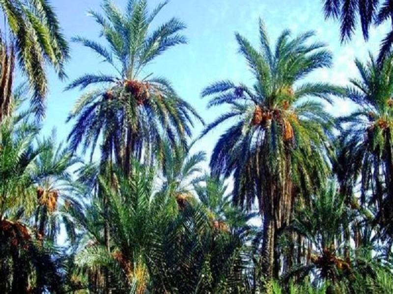 Palmiers dattiers : le programme de plantation dépasse ses objectifs