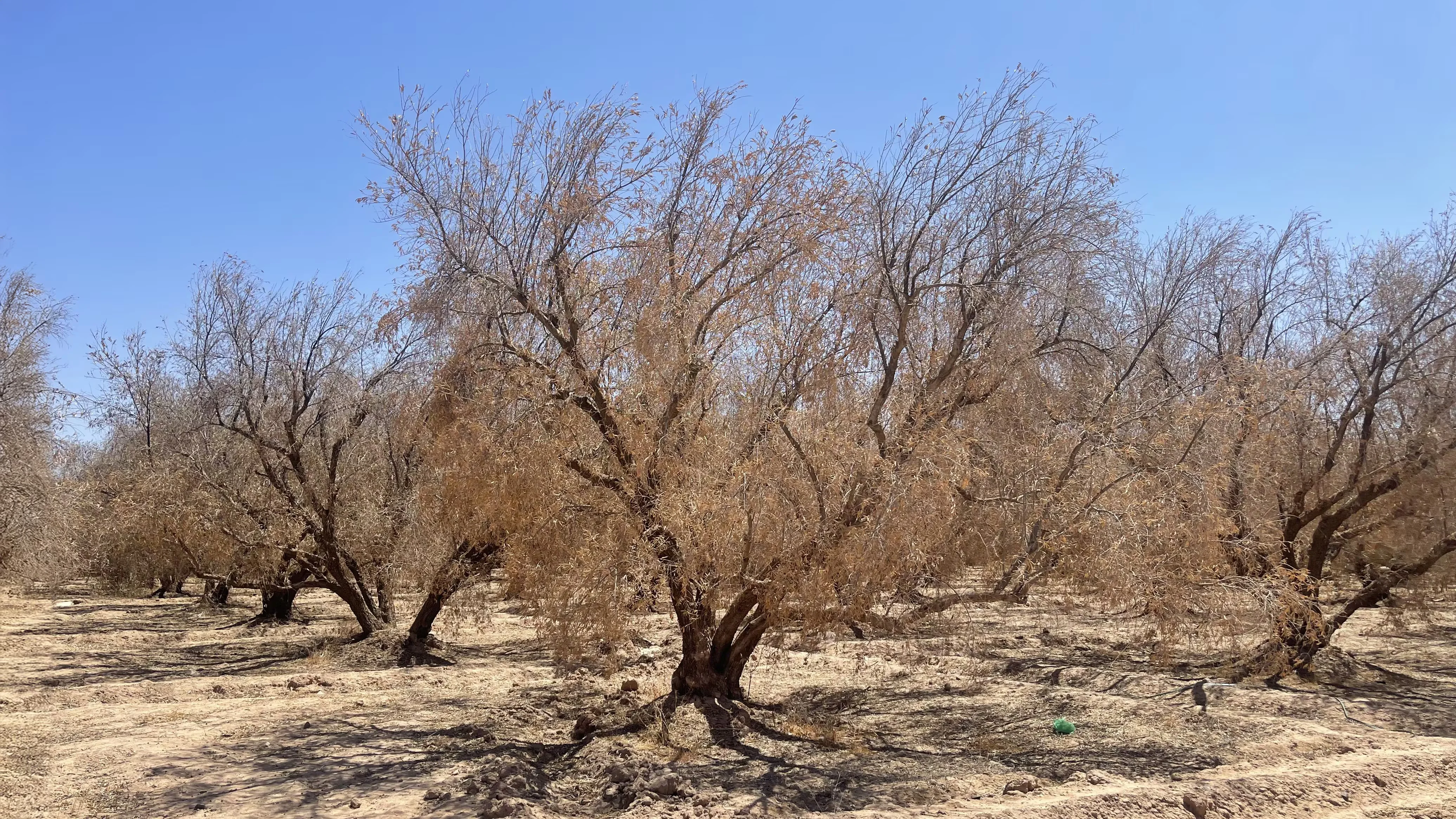 Canicule 2025 : l’agriculture marocaine en détresse