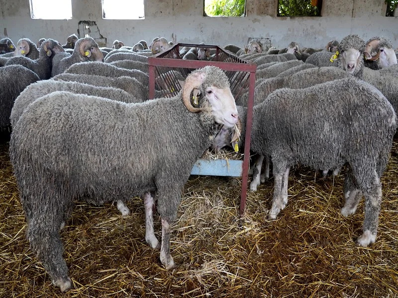 Préparatifs pour l'Aïd Al-Adha : Importation d'ovins espagnols pour combler la demande au Maroc