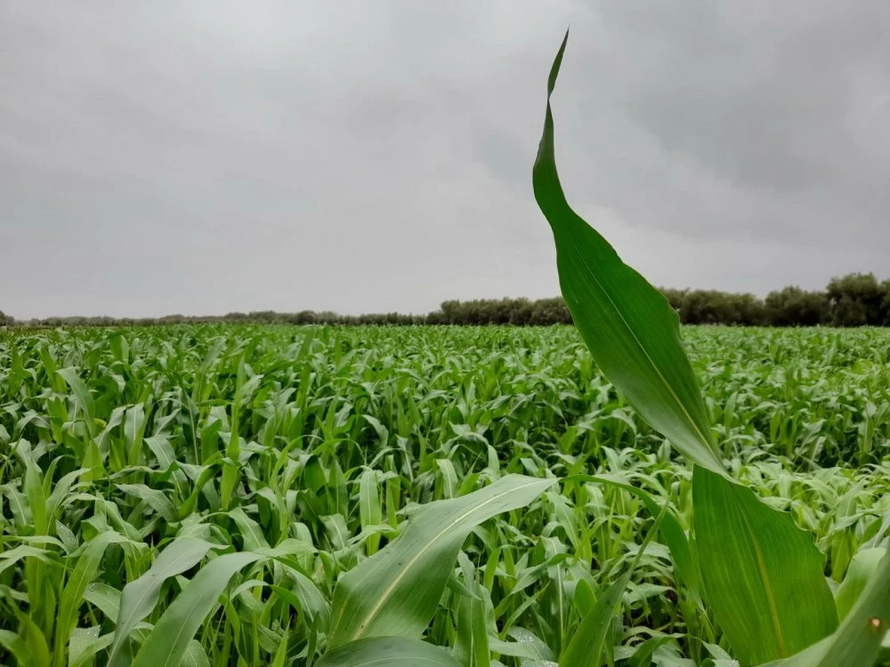 Pluies au Nord du Maroc : Un Espoir pour l’Agriculture