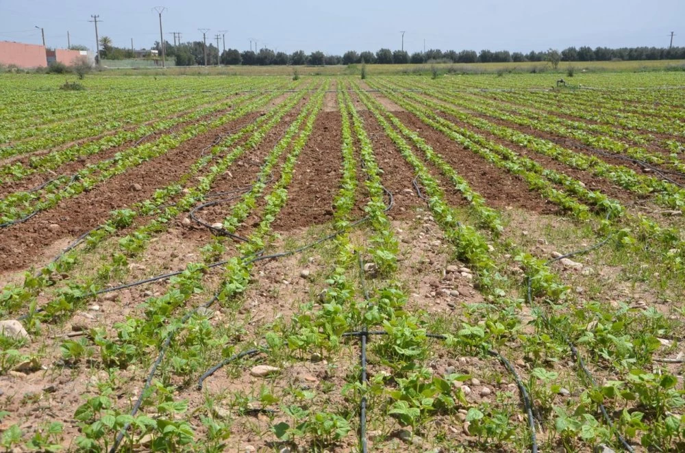 Pluies au Maroc : Un Soulagement pour l’Agriculture et les Barrages