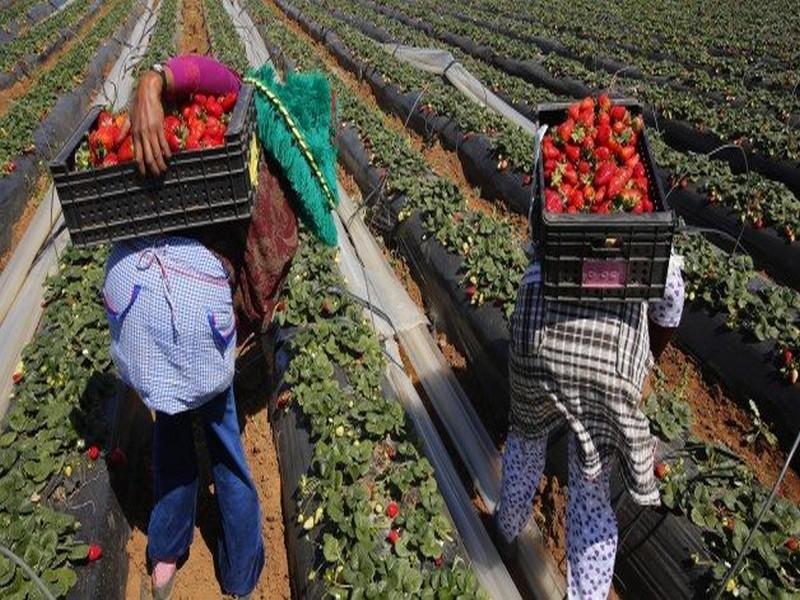 Exploitations agricoles espagnoles: Le ministère du Travail réagit à la polémique des ouvrières