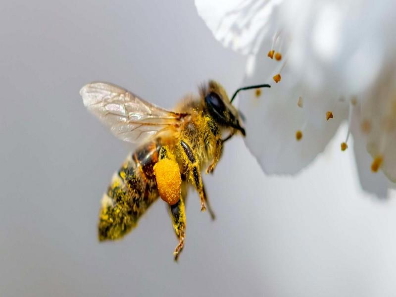 Comment le déclin des abeilles met en péril les cultures agricoles
