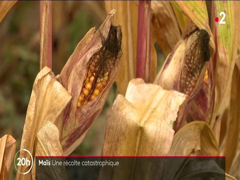 Agriculture : des récoltes catastrophiques de maïs à la suite de la sécheresse