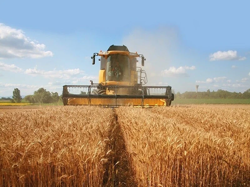 Campagne agricole 2025 : 44 Mqx de céréales au Maroc