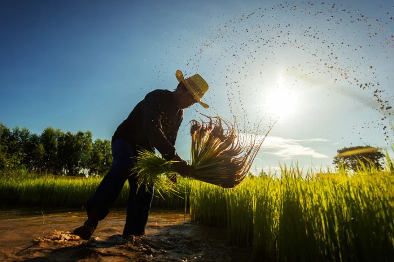 Agriculture : Vers un développement inclusif et durable du monde rural