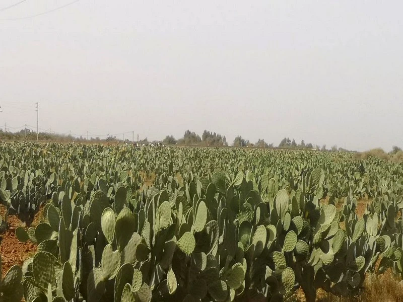 Culture de cactus : Bye-bye la cochenille 