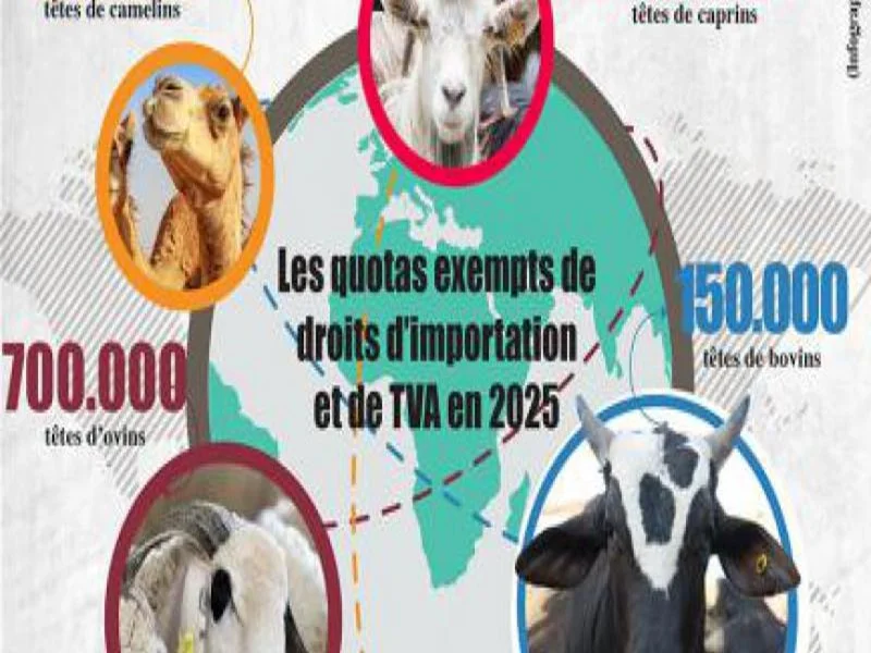Économie Informelle au Maroc : Vers une Inclusion Formelle
