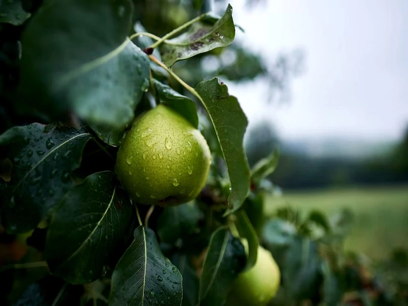 Les récentes précipitations sauveront-elles la campagne agricole ? Un expert répond