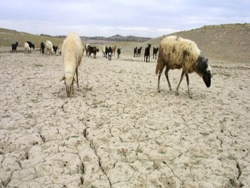 Crise de l’élevage marocain : Sécheresse, coûts et réformes