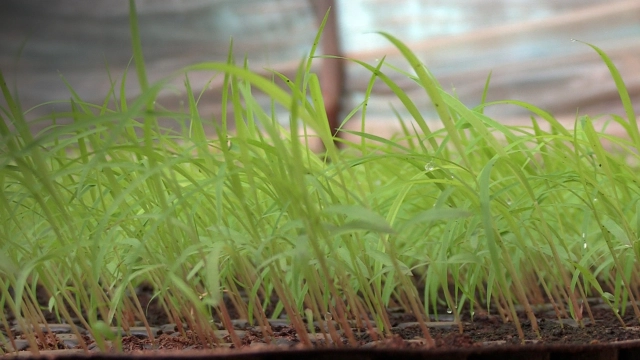 #Maroc_Agriculture_Alternative : Panicum, une culture fourragère peu gourmande en eau et à la prod