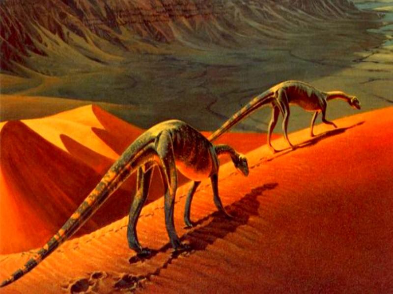 Le Maroc, nouvel Eldorado du trafic mondial de fossiles de dinosaures ?