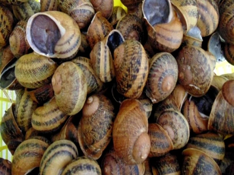 #Maroc_l’héliciculture : Pourquoi l’héliciculture doit devenir une filière à part entière