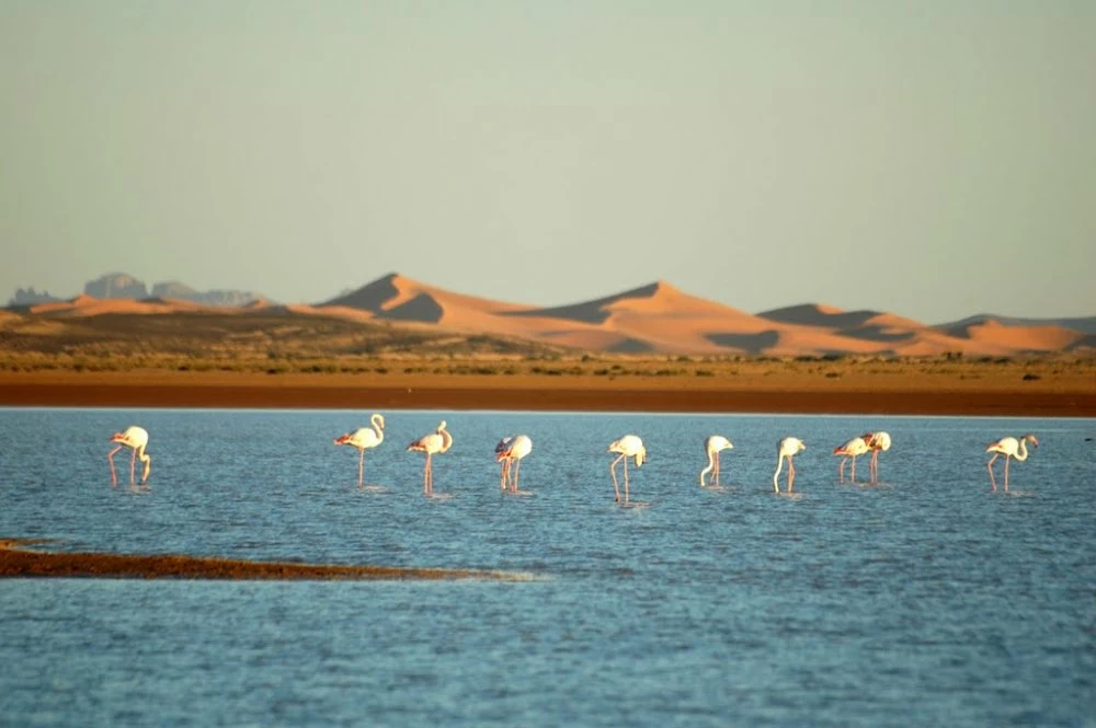 Merzouga : le retour des flamants roses émerveille les visiteurs