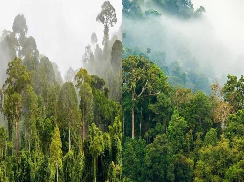 Sommet des Trois Bassins : que peut-on attendre d’une « OPEP des forêts » ?