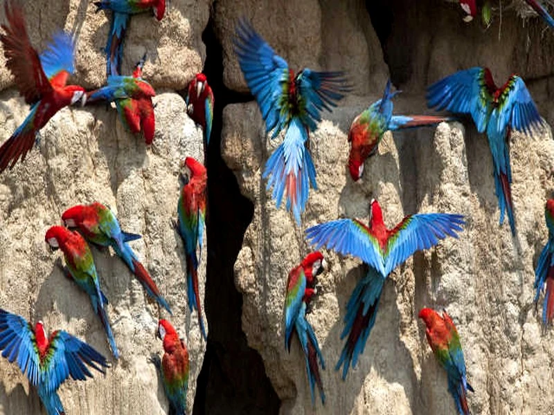 Biodiversité : un site classé au patrimoine mondial de l’Unesco sur cinq menacé par le changement climatique et l’Homme