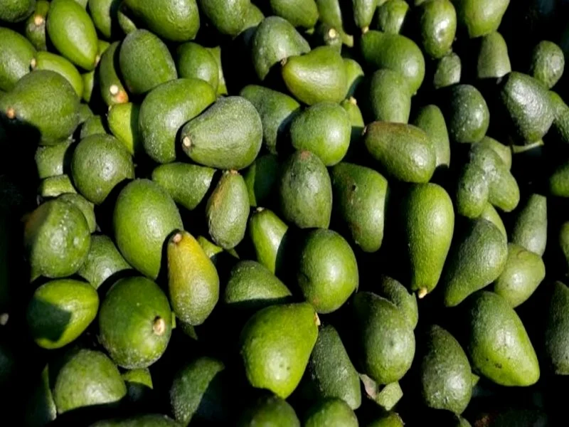 Production d’Avocats en Forte Hausse : Un Risque pour les Ressources Hydriques du Maroc