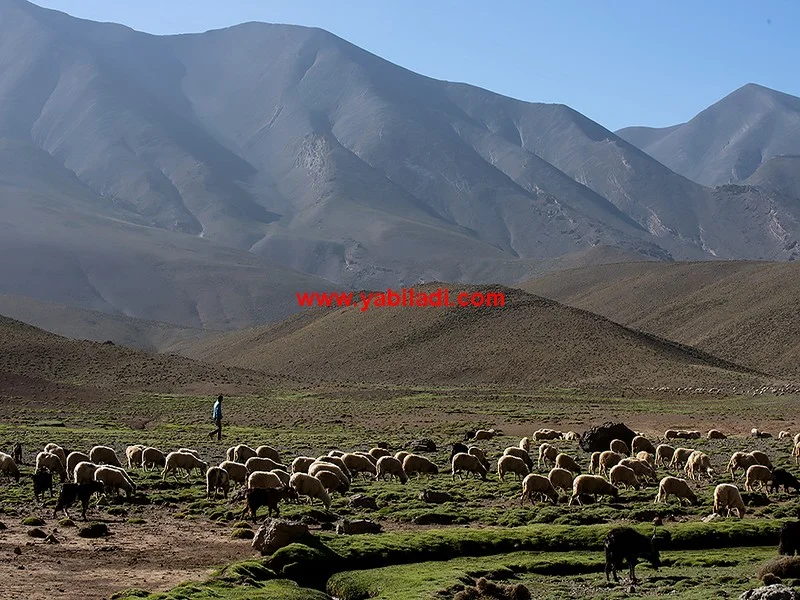 Tutlayt n ansagh, une pratique linguistique sifflée héritée de la tradition amazighe ancienne