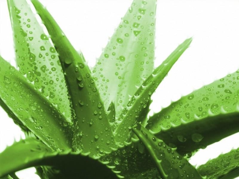L'Aloe Vera : une plante aux qualités exceptionnelles !