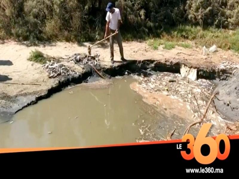 Vidéo. Oued Massa: des milliers de poissons morts asphyxiés, alerte sur une catastrophe écologiqu