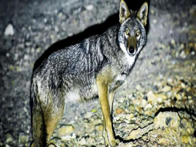 Retour du loup doré africain dans le parc d’Al Hoceima