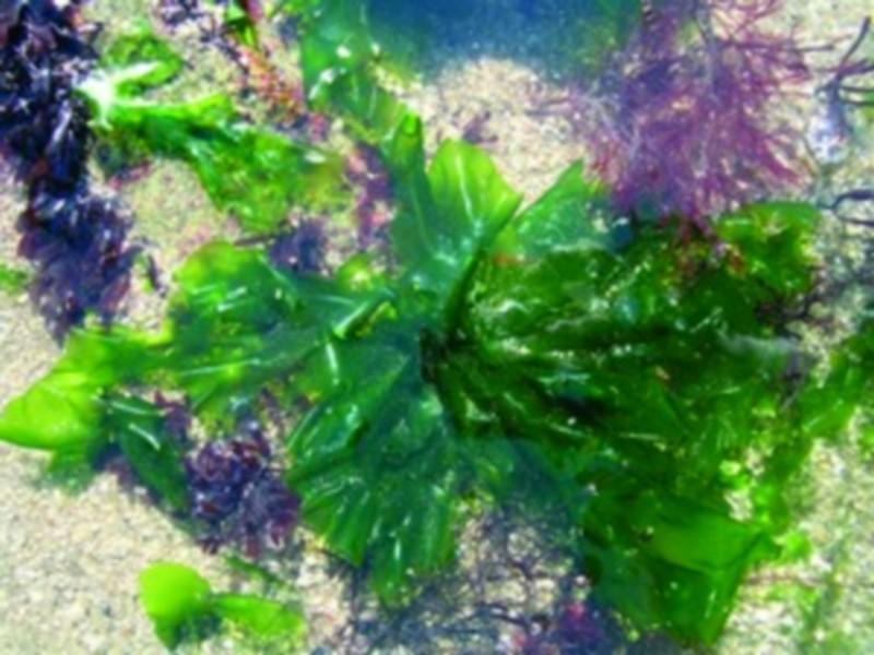 Les macro-algues sont des bombes nutritionnelles