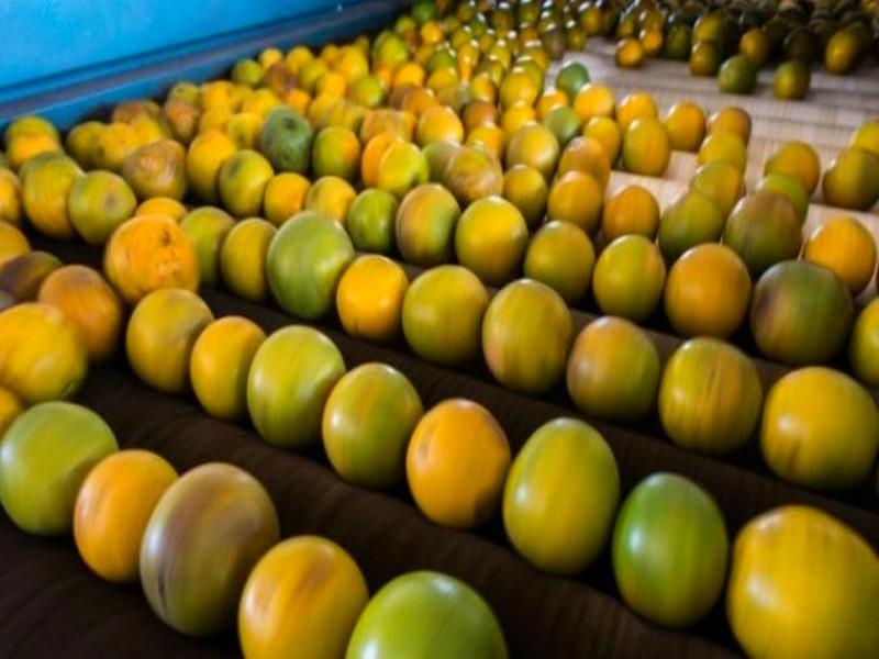 Chute historique de la récolte d'oranges au Brésil
