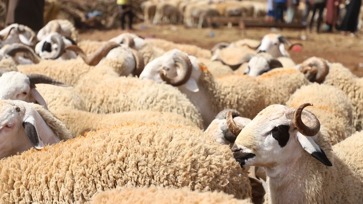 Préparatifs pour l'Aïd al-Adha 1445/2024 : 3 Millions de Têtes d'Ovins et de Caprins Identifiées, Annonce-le ministre de l’Agriculture