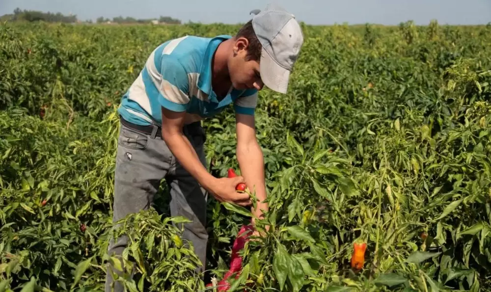 Travail des enfants au Maroc : chiffres 2024 du HCP
