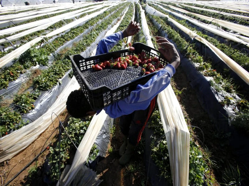 Au Maroc, « nous exportons sous forme de fruits l’eau qui nous manque »