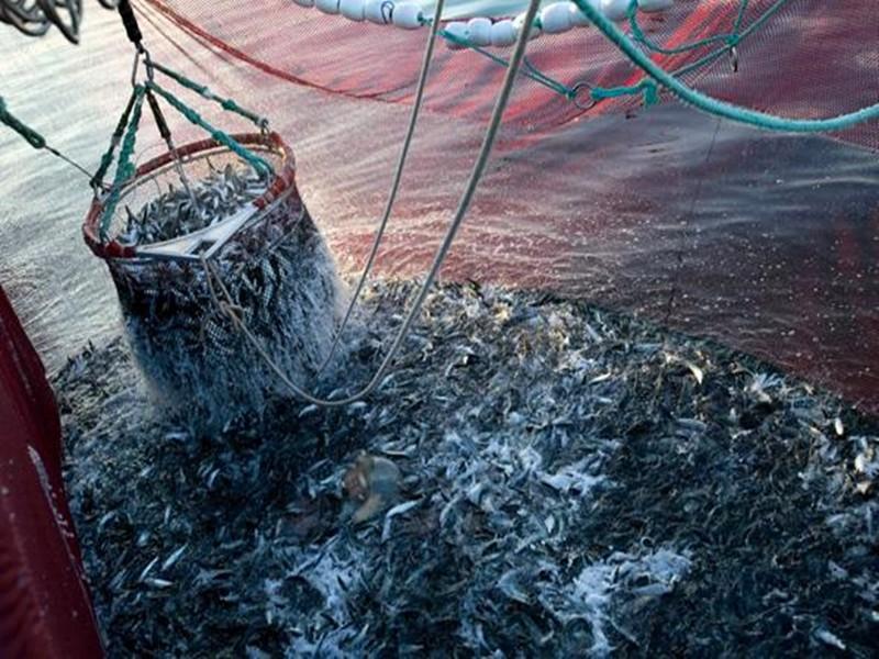 Produits halieutiques : Le Maroc tâte le marché russe
