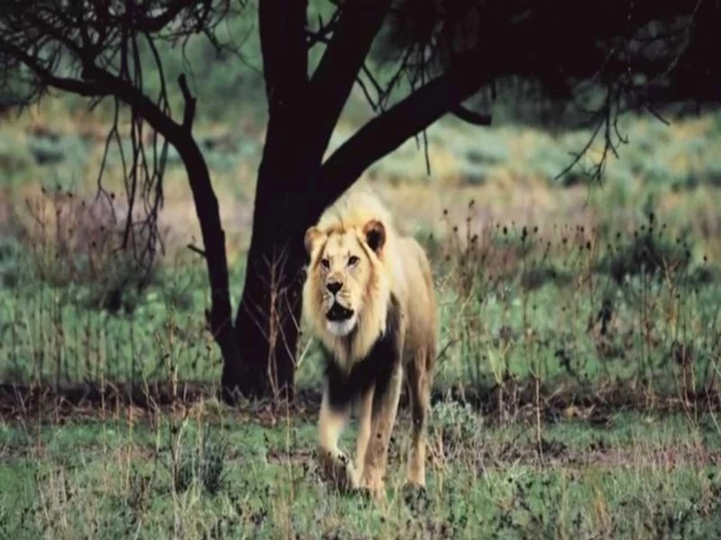 #Maroc_Paléontologie: Bensaid et Benali signent une convention sur la protection géologique, la priorité au lion de l'Atlas