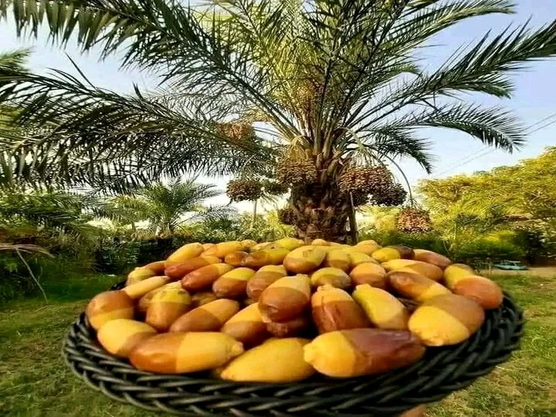Pluies bienfaitrices et perspectives agricoles : le Maroc table sur une récolte de dattes de 103 000 tonnes pour 2024-2025