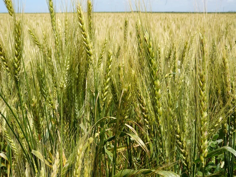 Les pluies et le soutien du Crédit agricole du Maroc redonnent espoir aux agriculteurs du Gharb