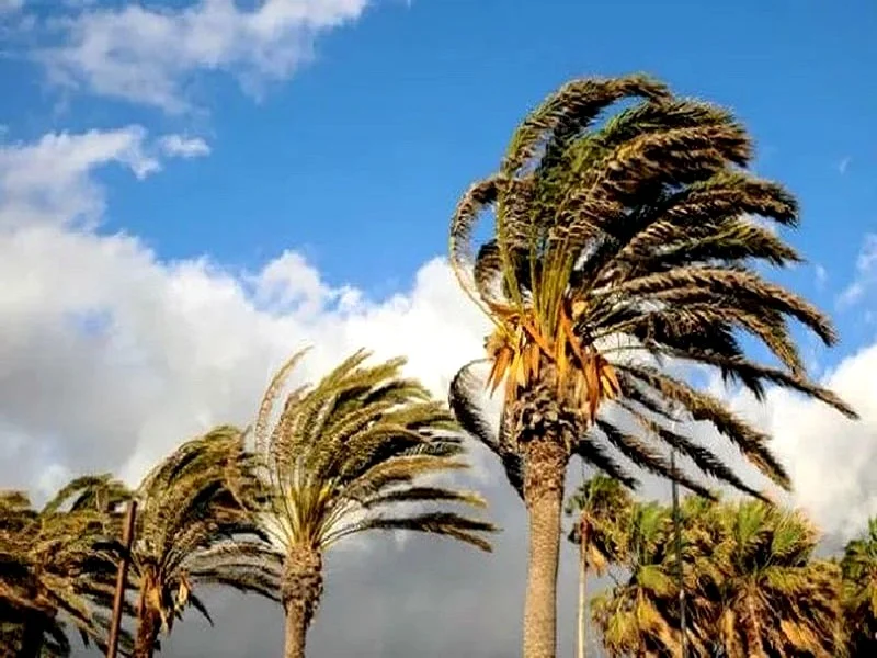 Les agriculteurs marocains confrontés aux vents de chergui et aux défis climatiques