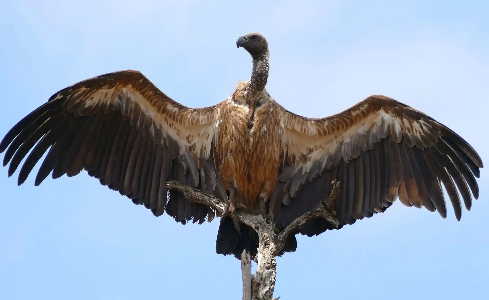 Migration inhabituelle : Des rapaces africains repérés en Andalousie