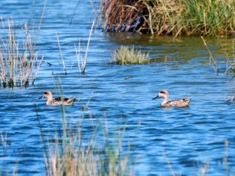 Conservation des zones humides au Maroc. Vers l’inscription de dix nouveaux Sites Ramsar