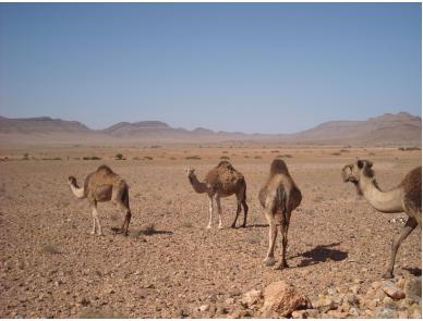 Randonnées Maroc désert, et treks sud marocain