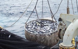 La production halieutique du Maroc s’élève à 1,35 million de tonnes
